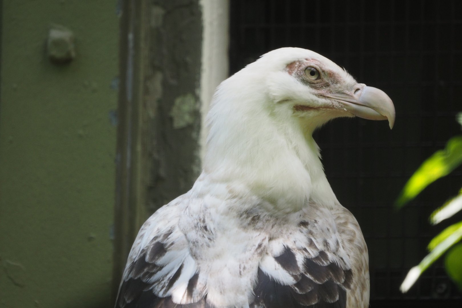 Palm nut vulture