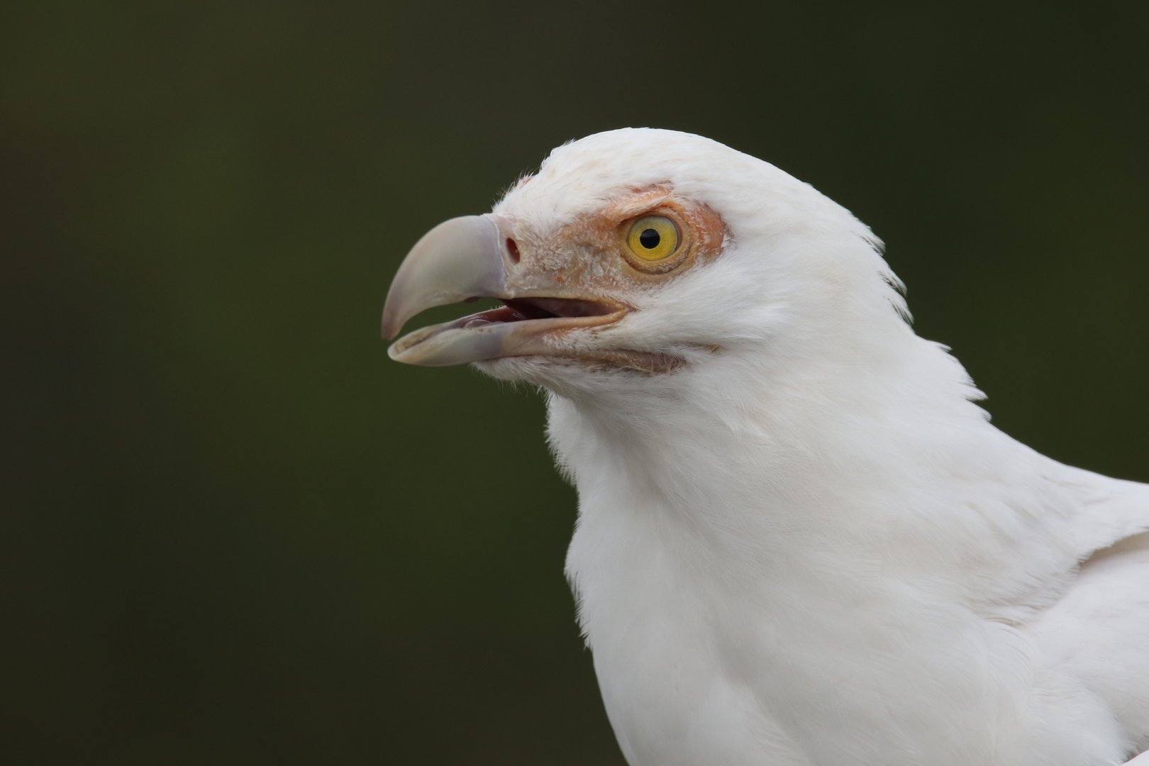 Palm-nut vulture