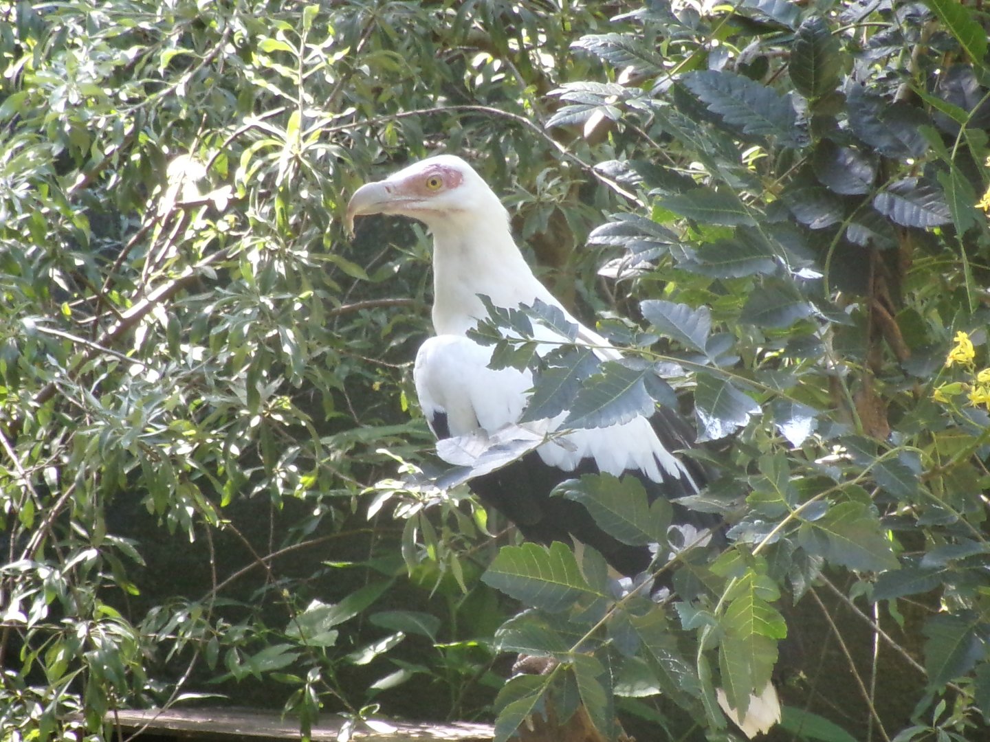 Palm-nut vulture
