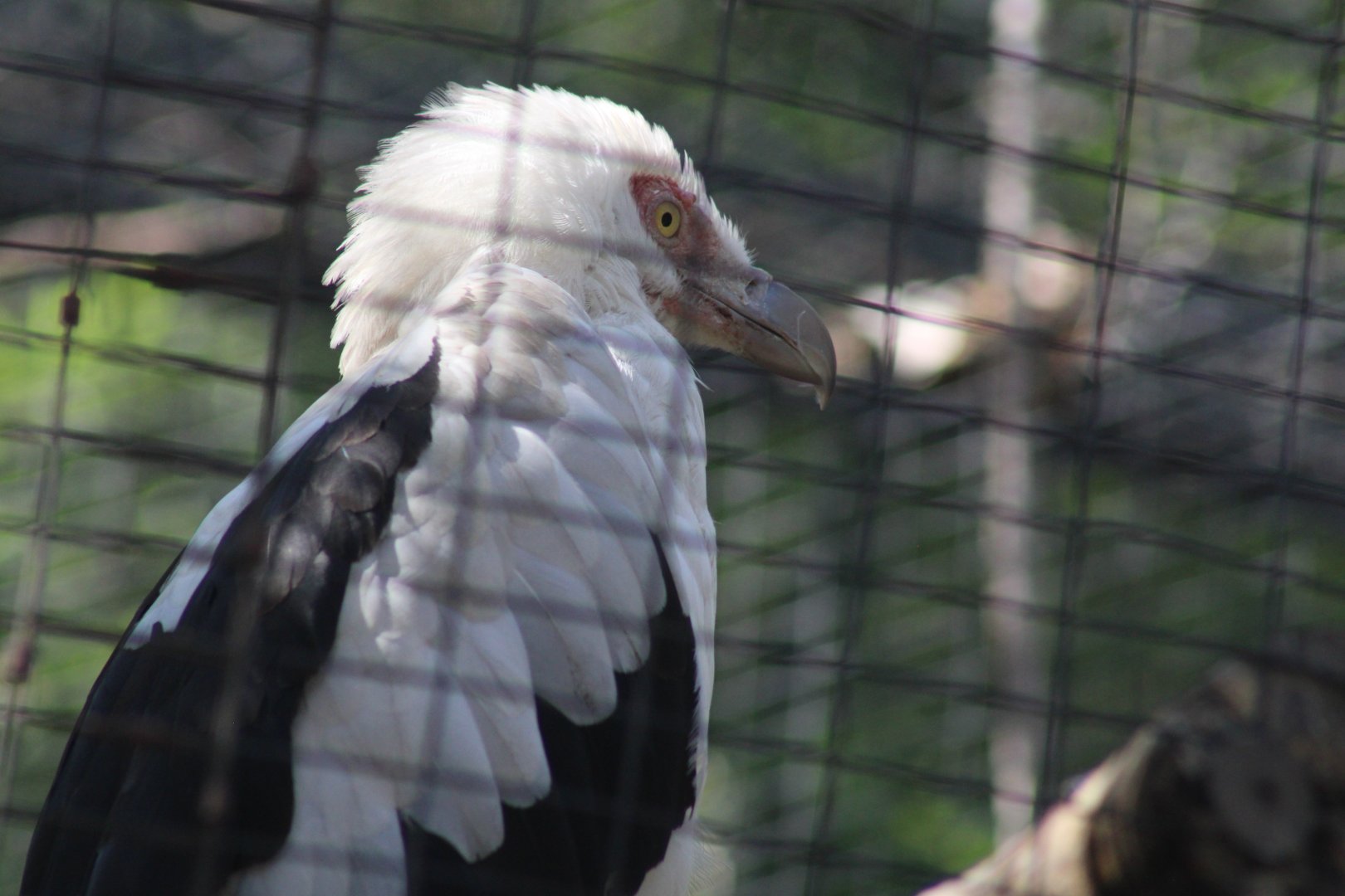 Palm Nut Vulture