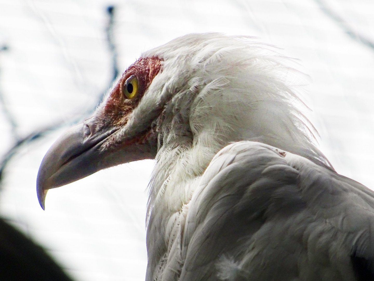 Palm-Nut Vulture