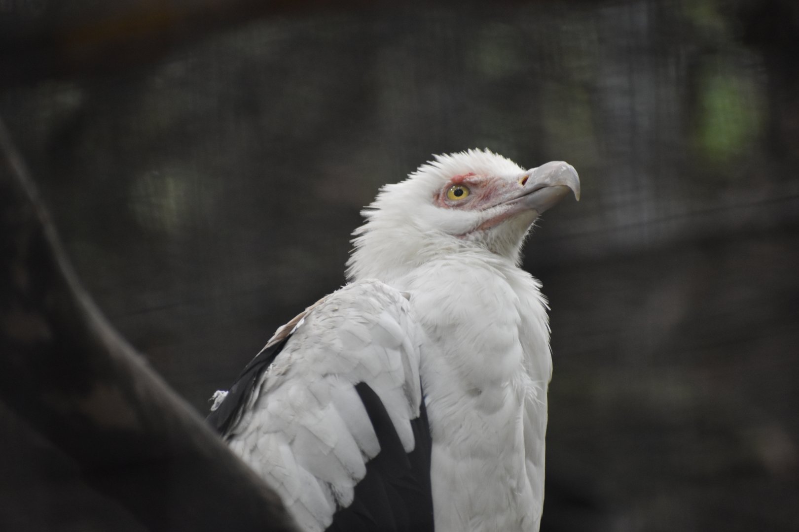 Palm Nut Vulture