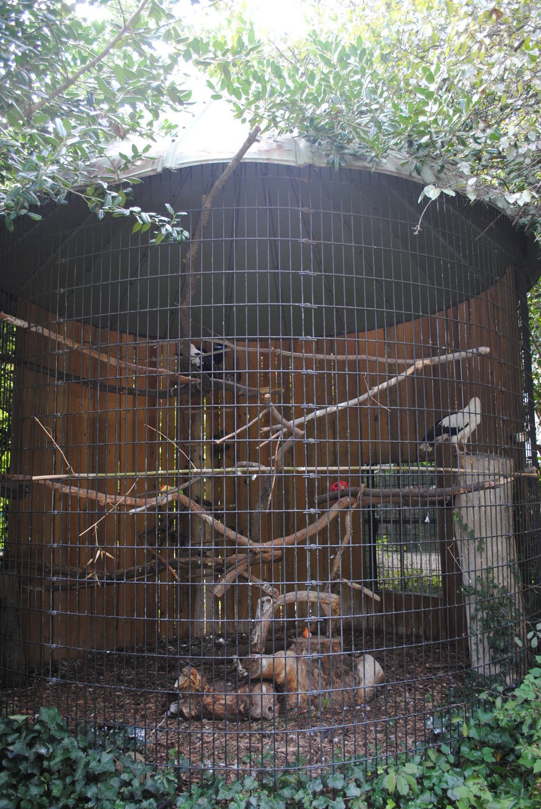 Palm-nut Vultures/African Pied Crows exhibit