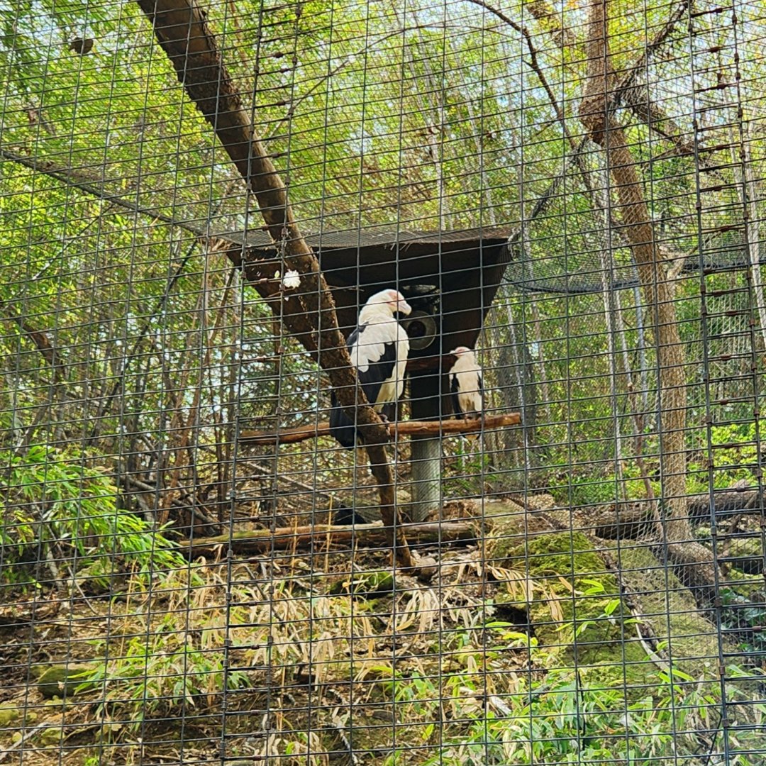 Palm-Nut Vultures (Gypohierax angolensis)
