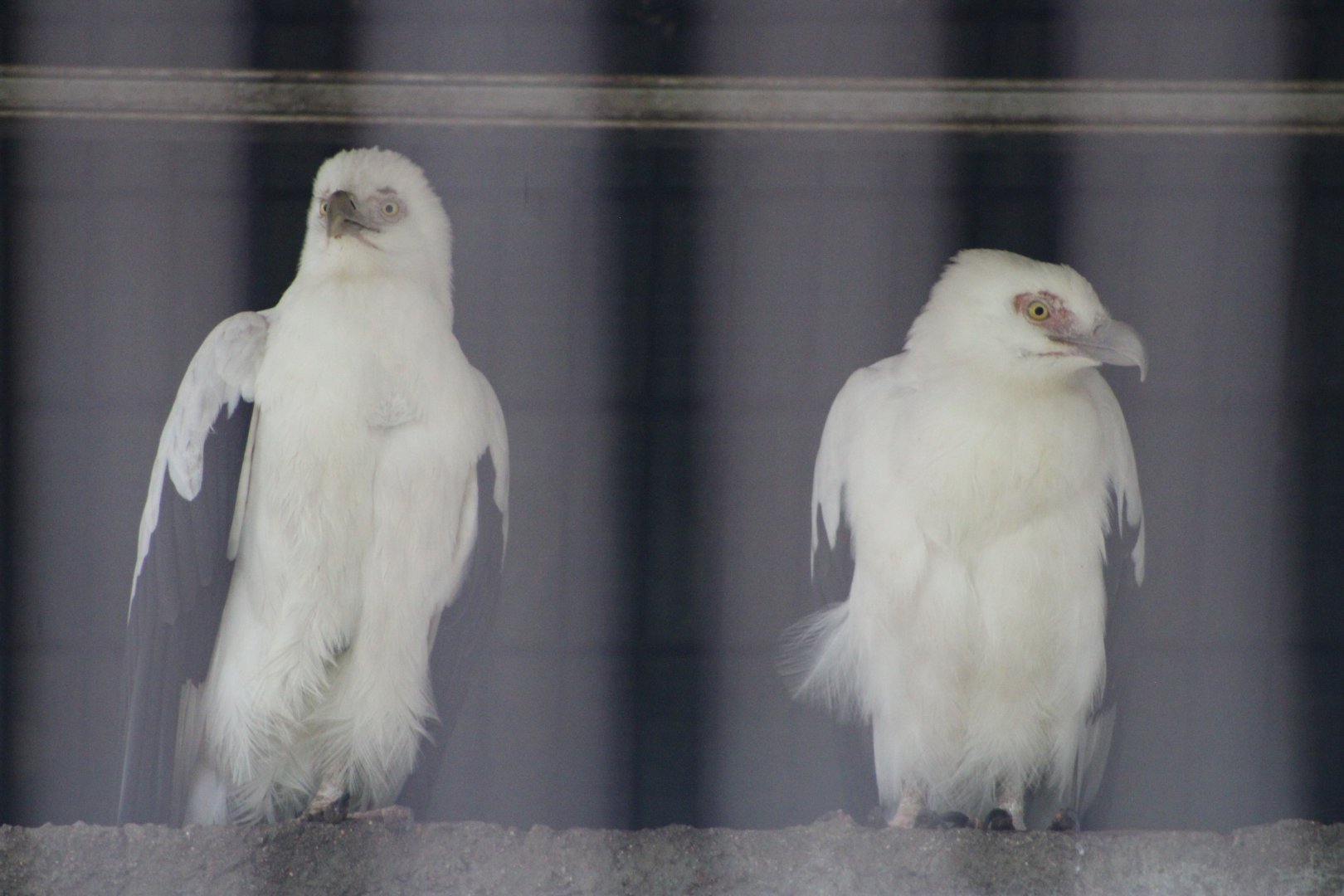 Palm-Nut Vultures (Gypohierax angolensis)
