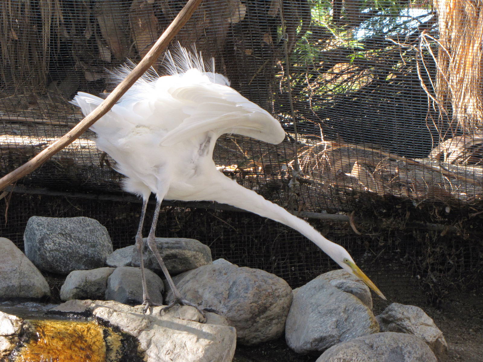 Palm Oasis Walk-through Aviary