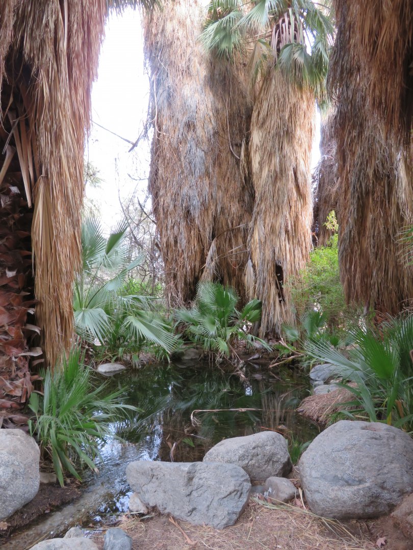 Palm Oasis