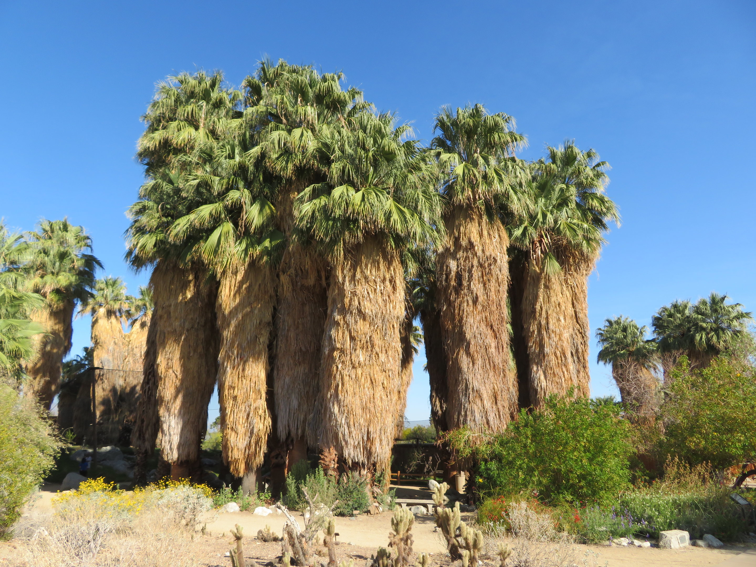 Palm Oasis