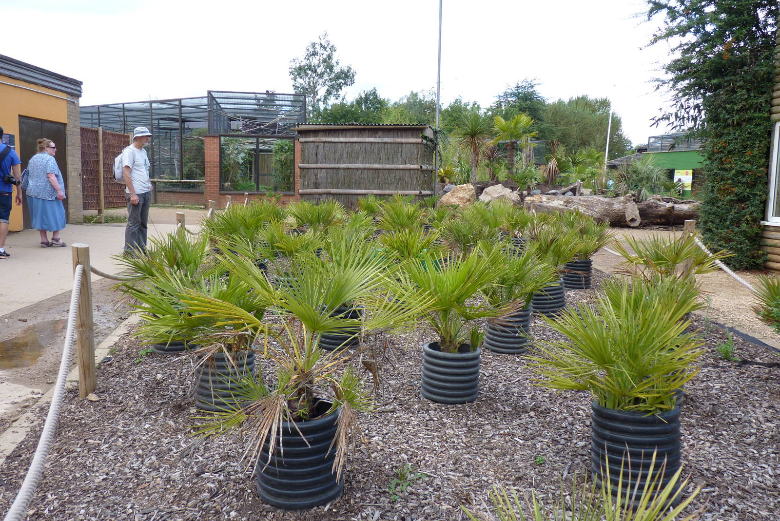 Palm oil plantation, September 2016