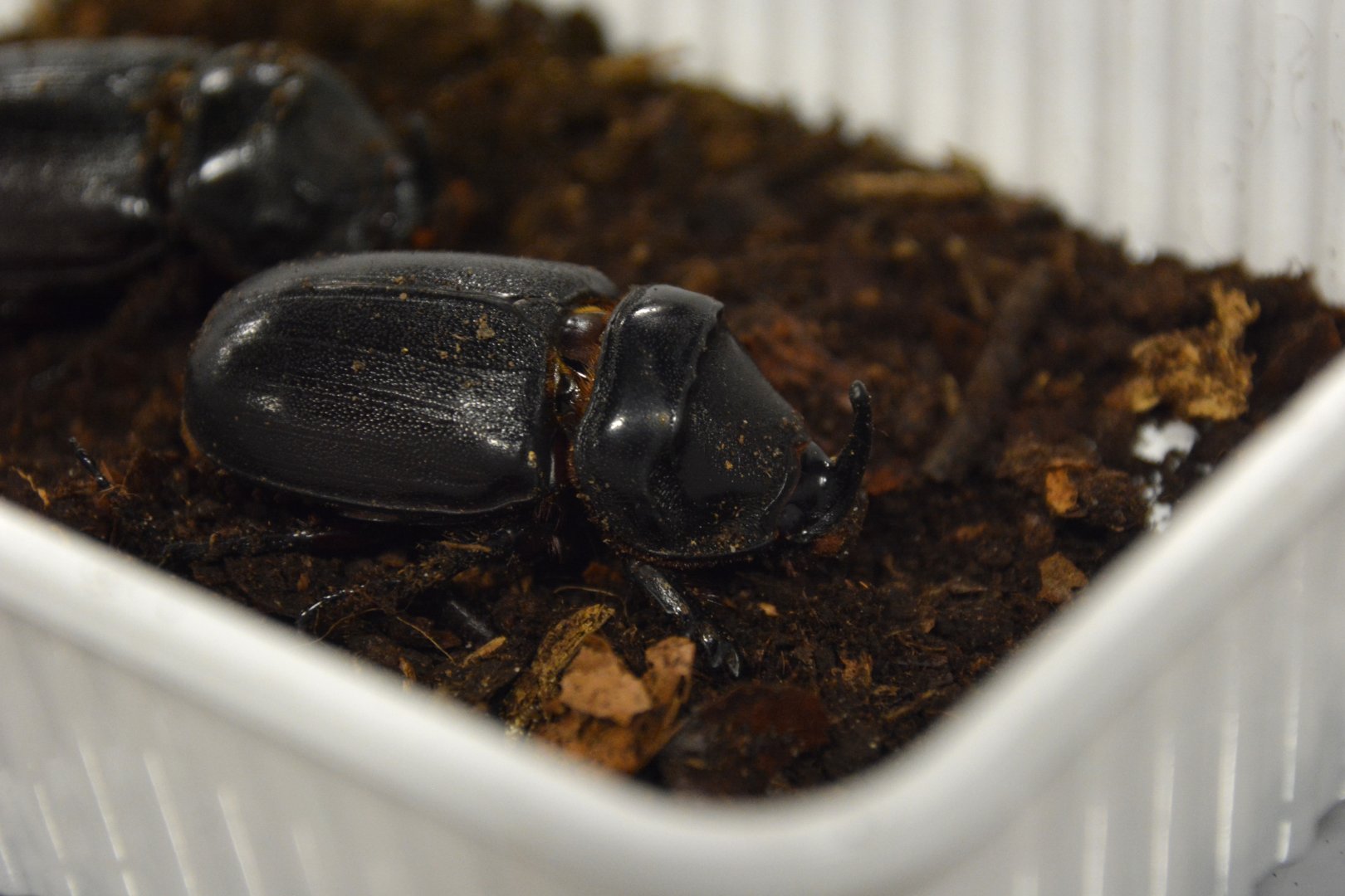 Palm rhinoceros beetle (Oryctes owariensis)
