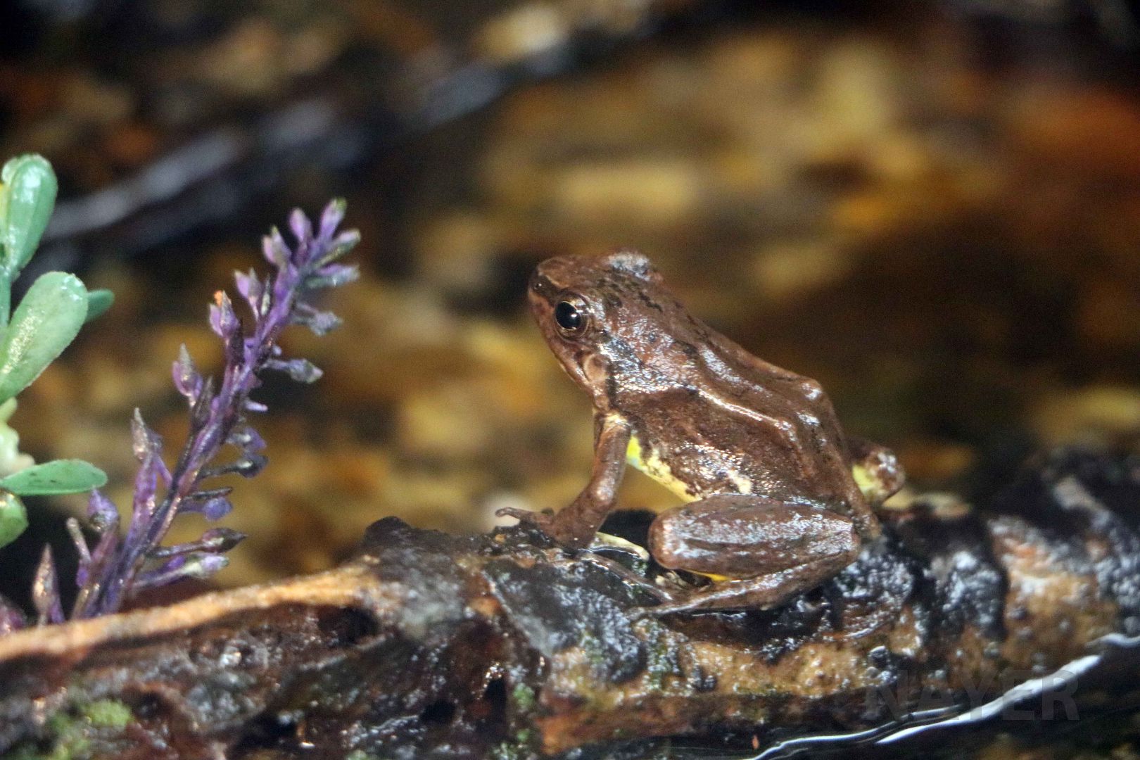 Palm rocket frog, May 2016