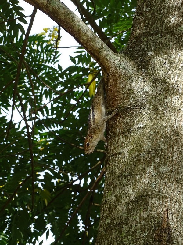 Palm squirrel