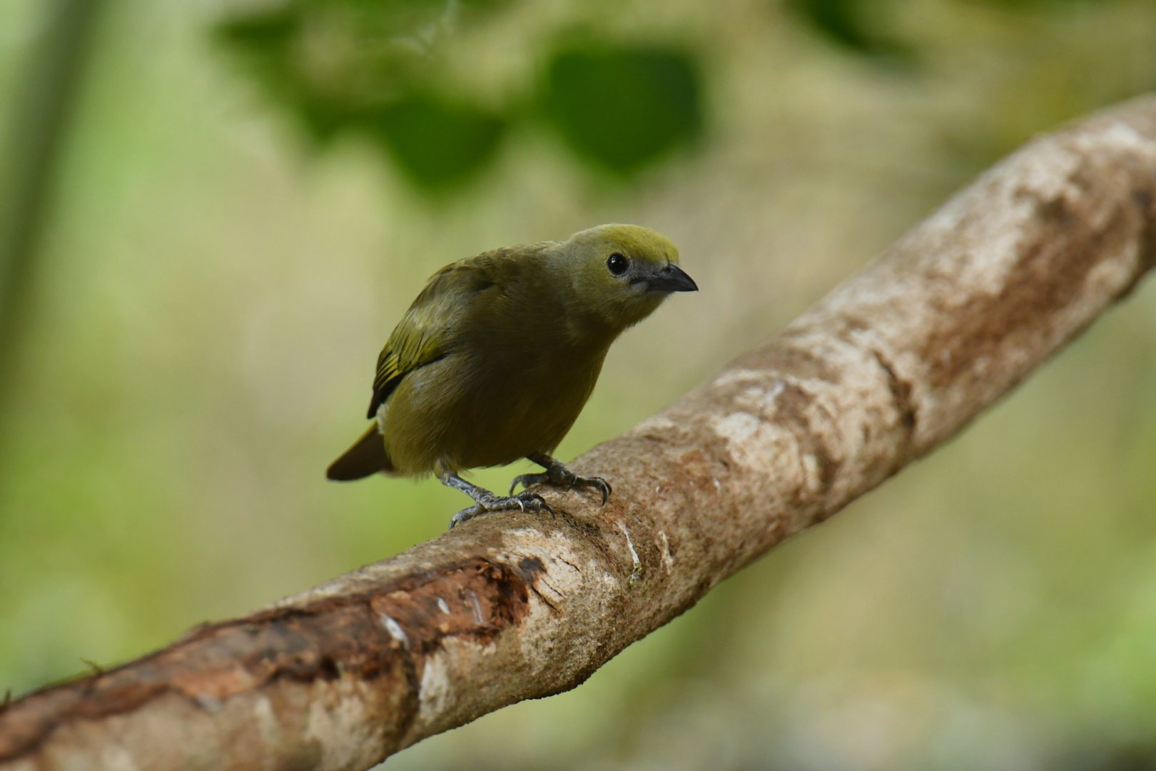 Palm tanager (Thraupis palmarum)