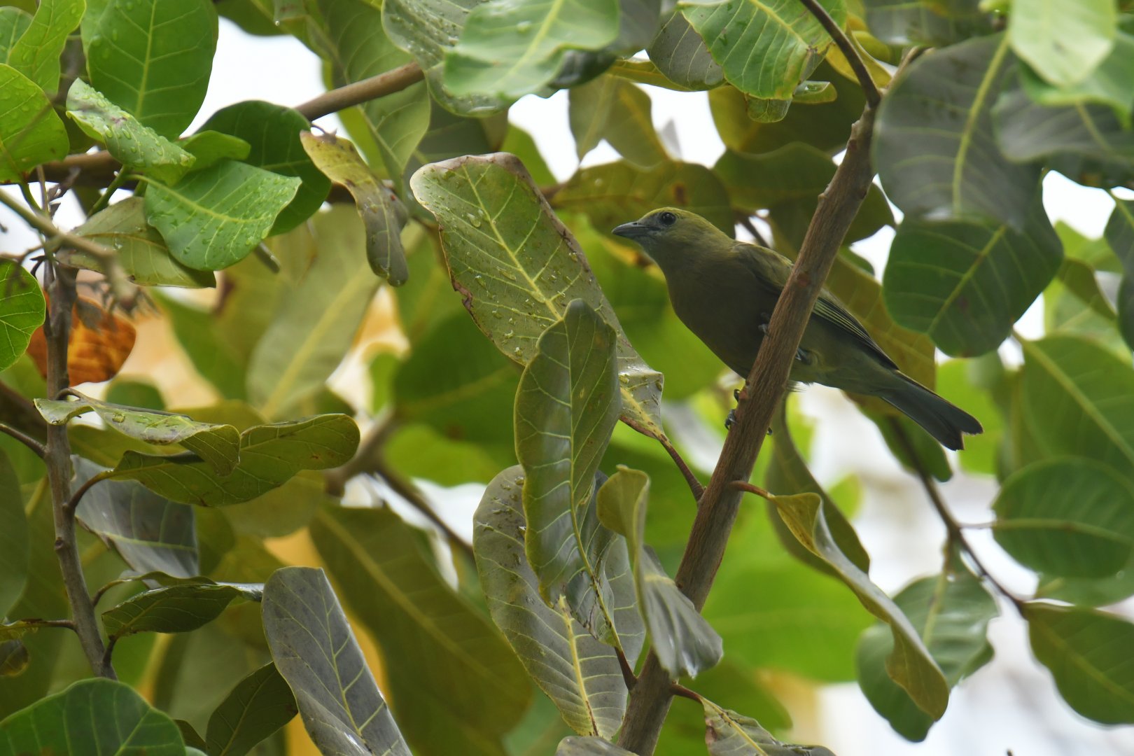 Palm tanager (Thraupis palmarum)
