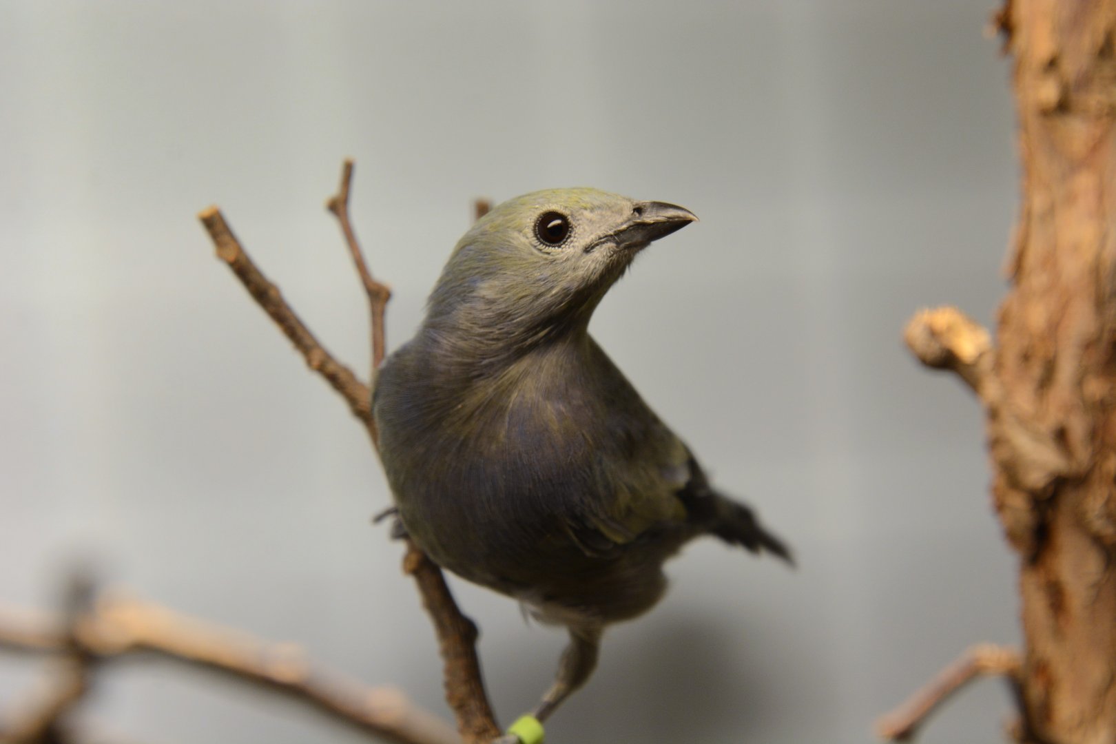 Palm tanager (Thraupis palmarum)