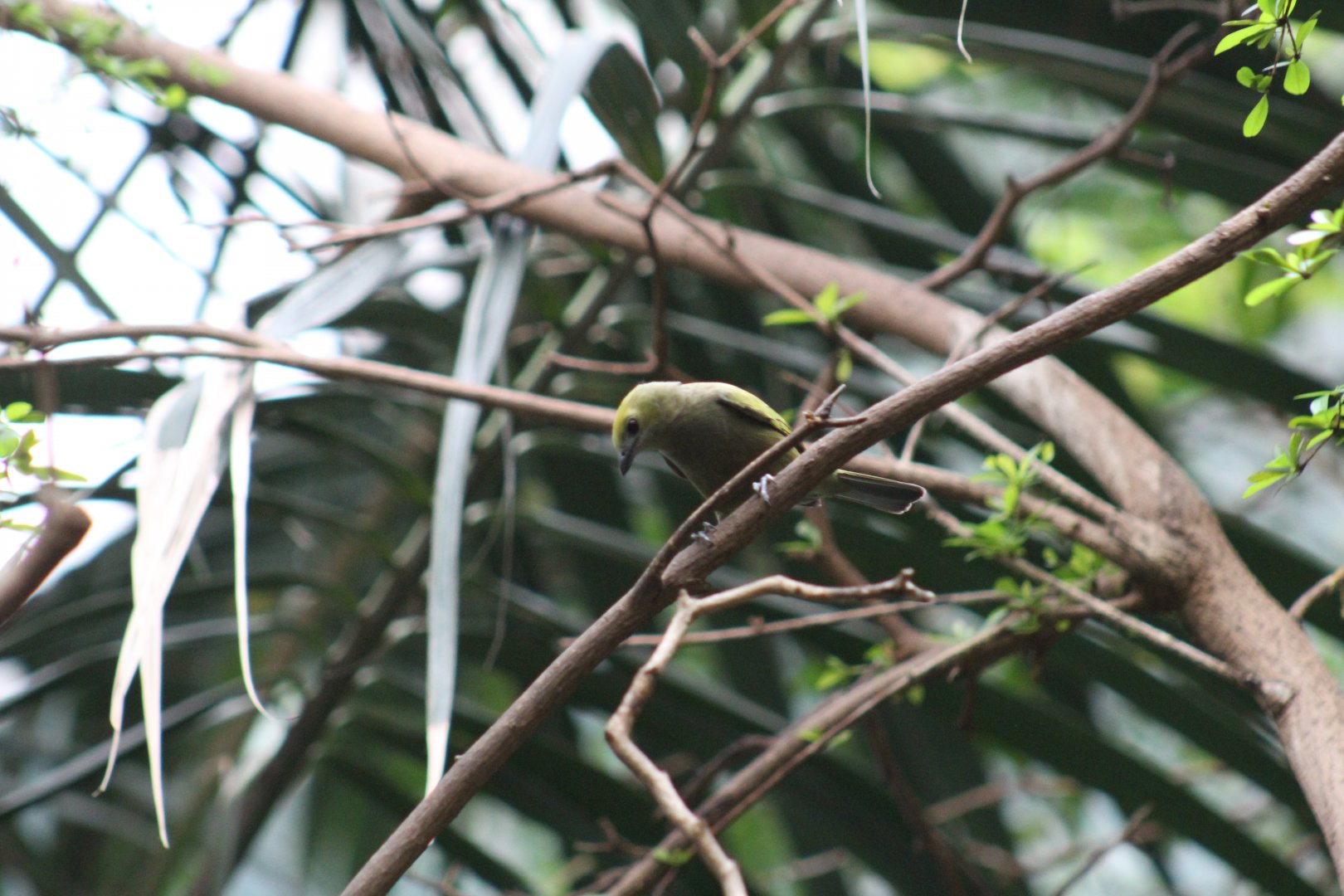 Palm Tanager