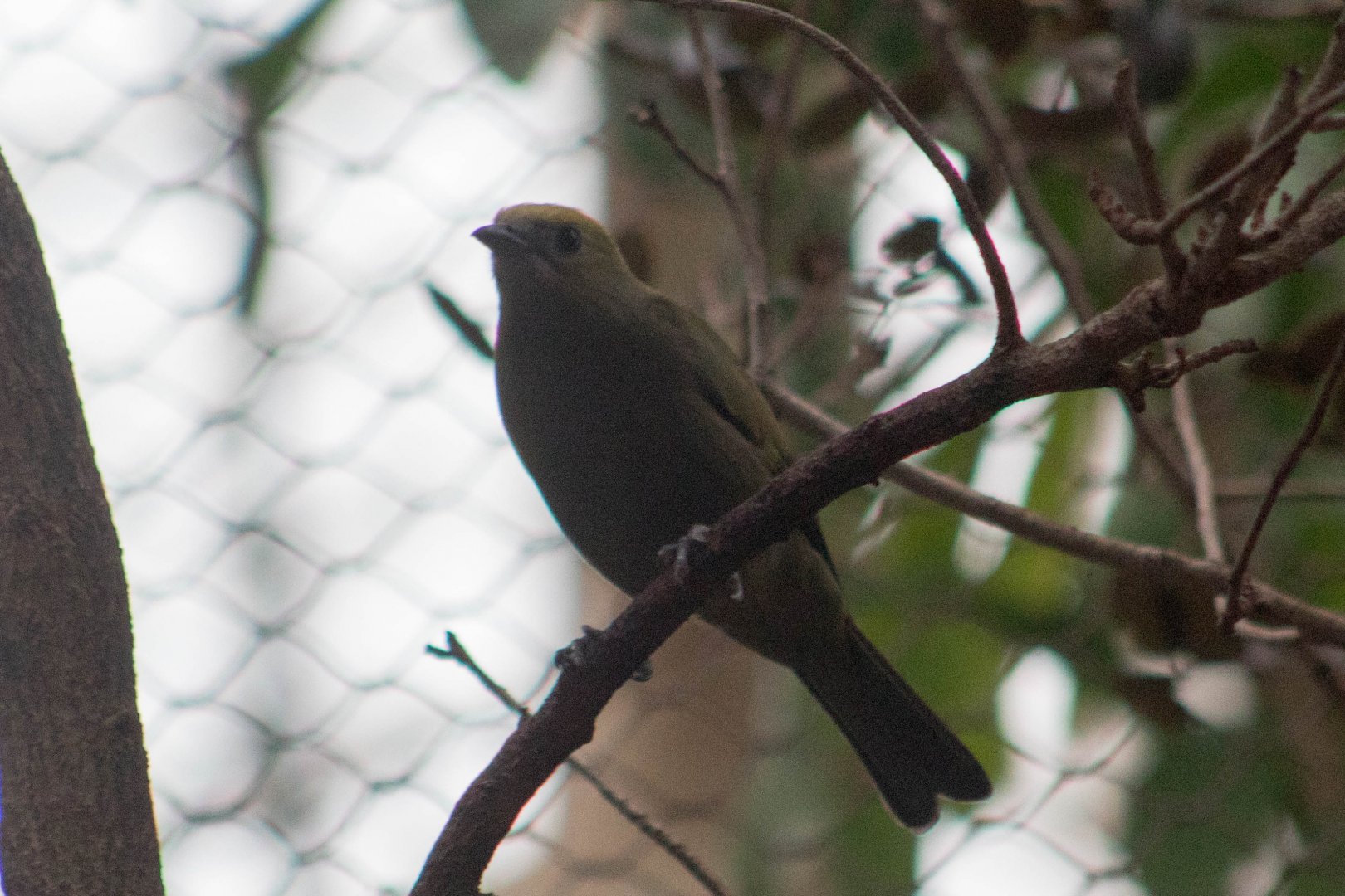 Palm tanager