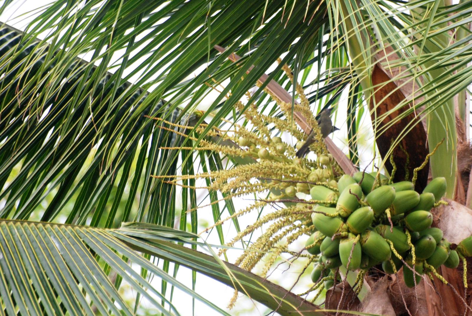 Palm Tanagers in Palm Tree - Tortuguero, 14/04/14