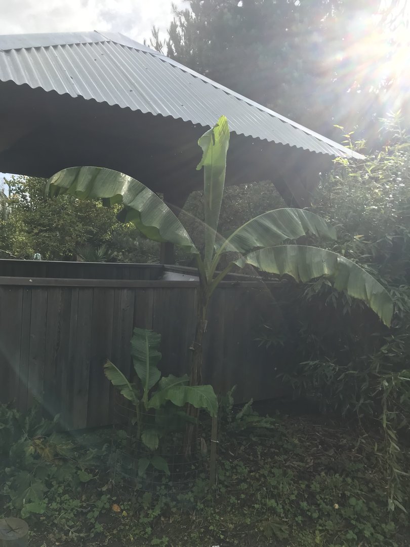 Palm trees planted in tiger tracks