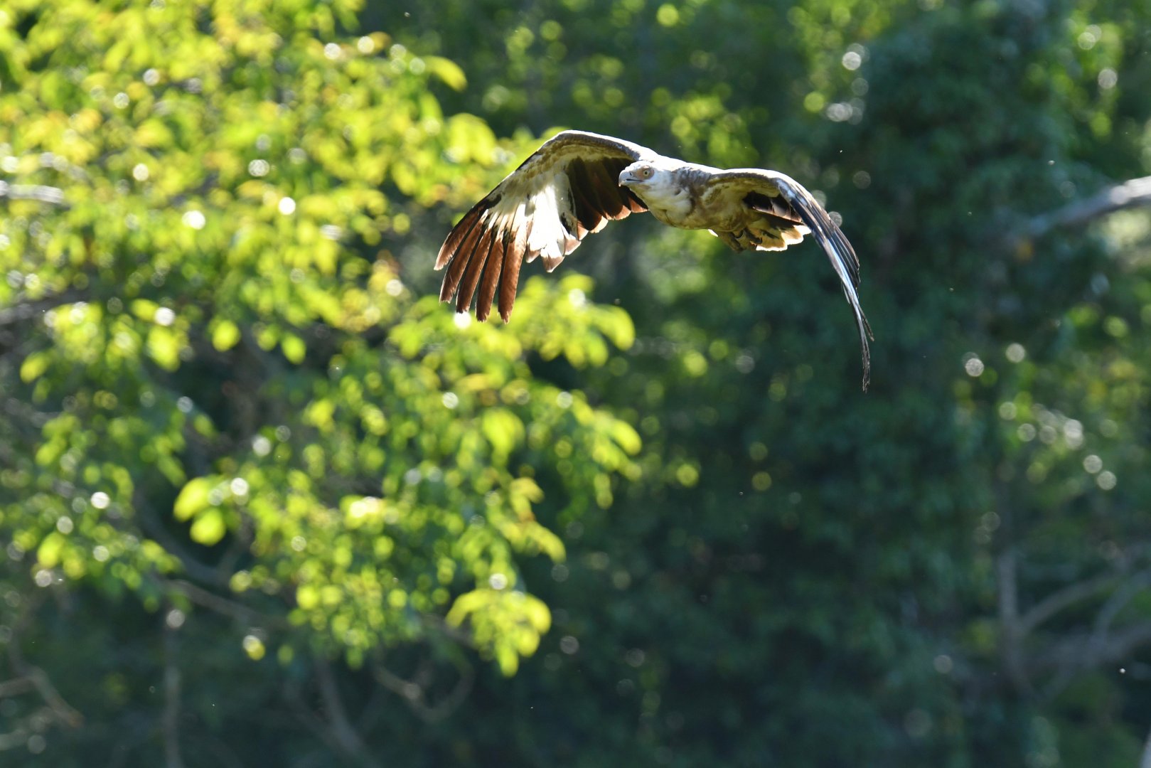 Palm vulture (Gypohierax angolensis)