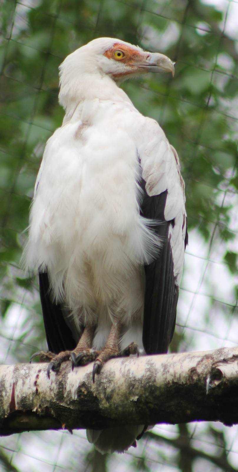 Palm vulture