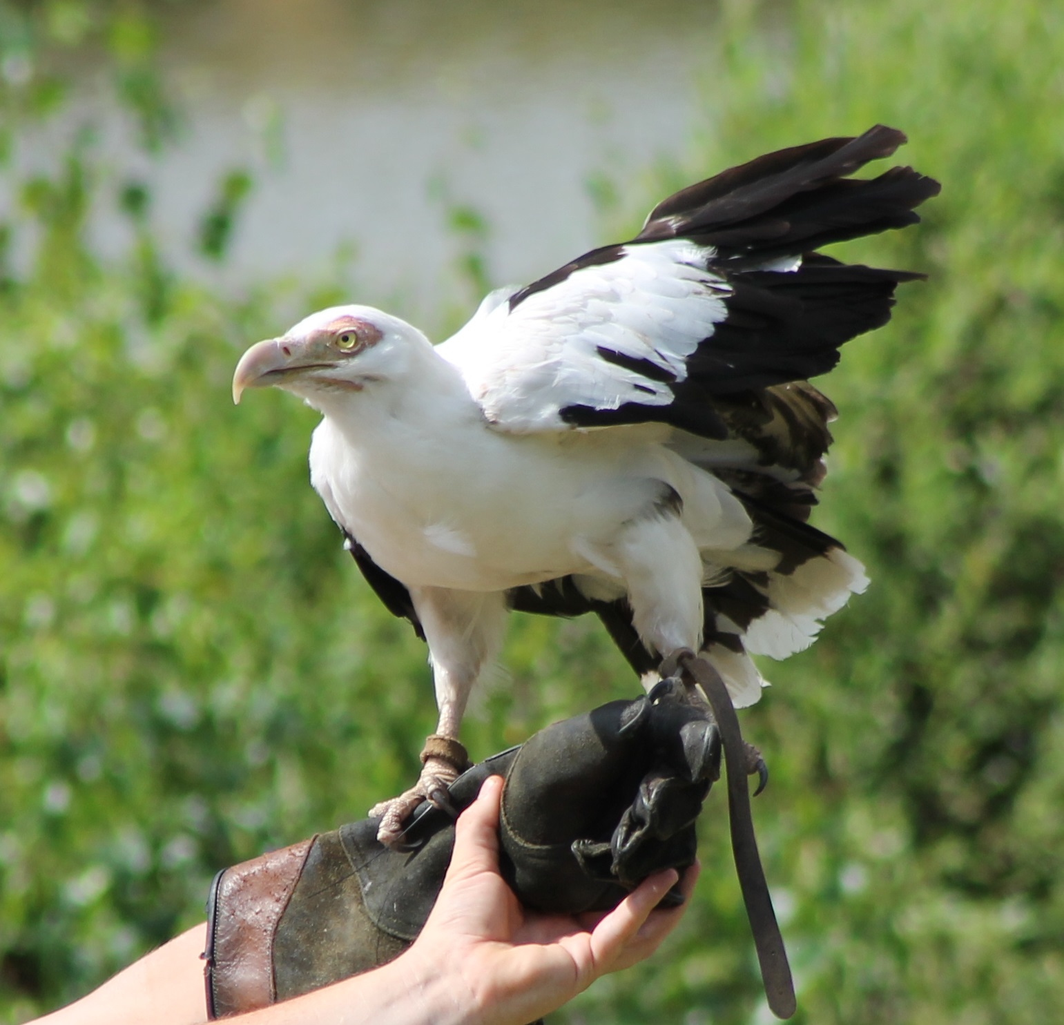 Palm vulture