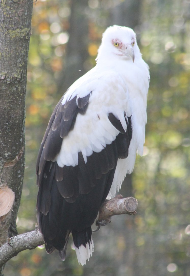 Palm vulture