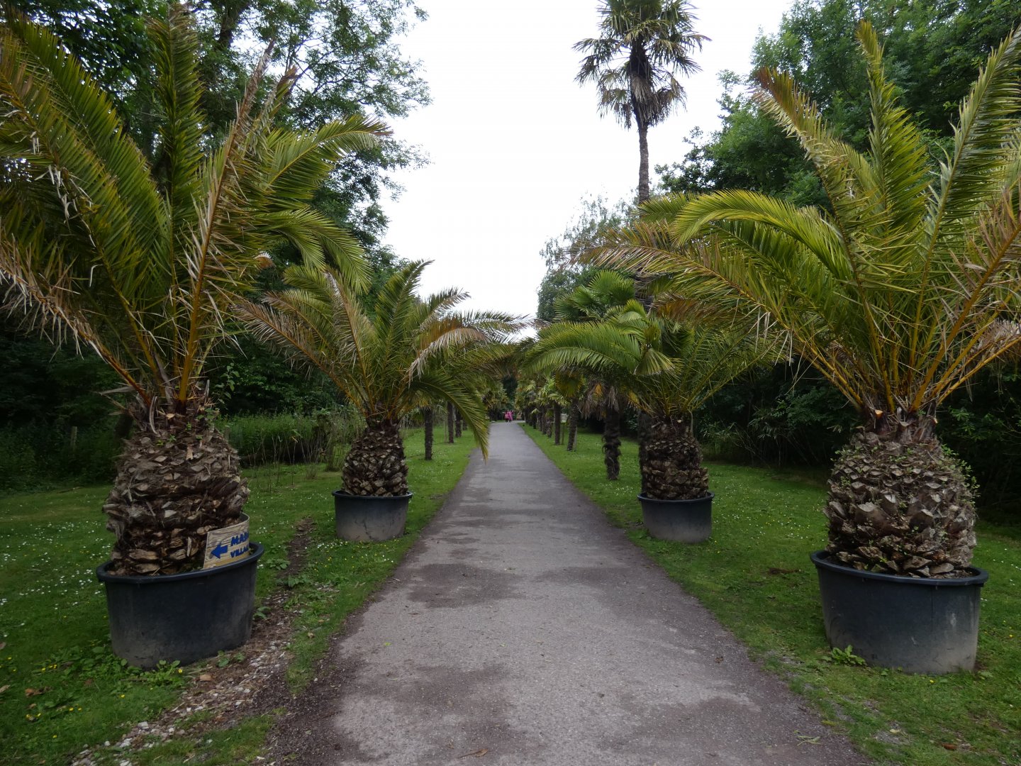 Palm walk