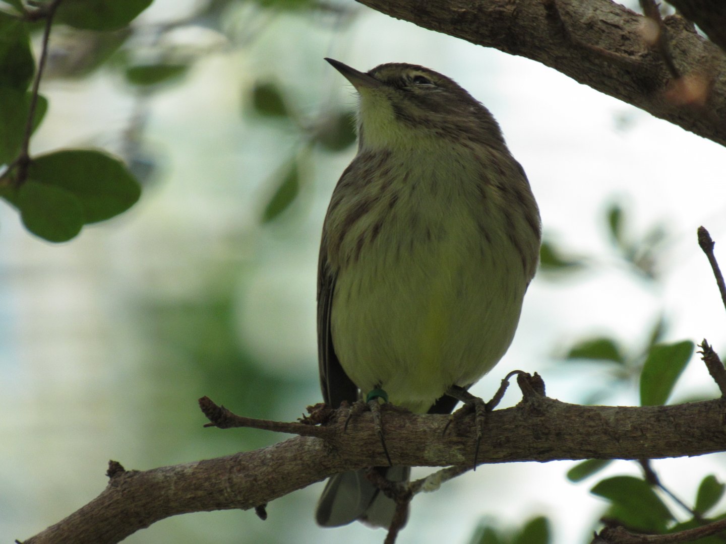 Palm Warbler at Smithsonian National Zoo