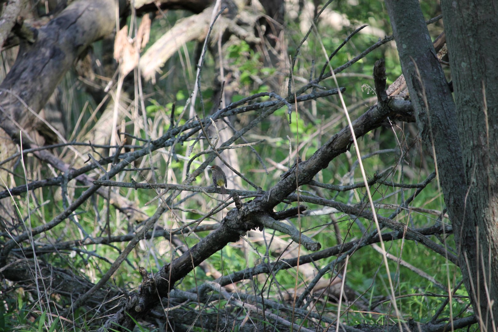 Palm Warbler (Setophaga palmarum)