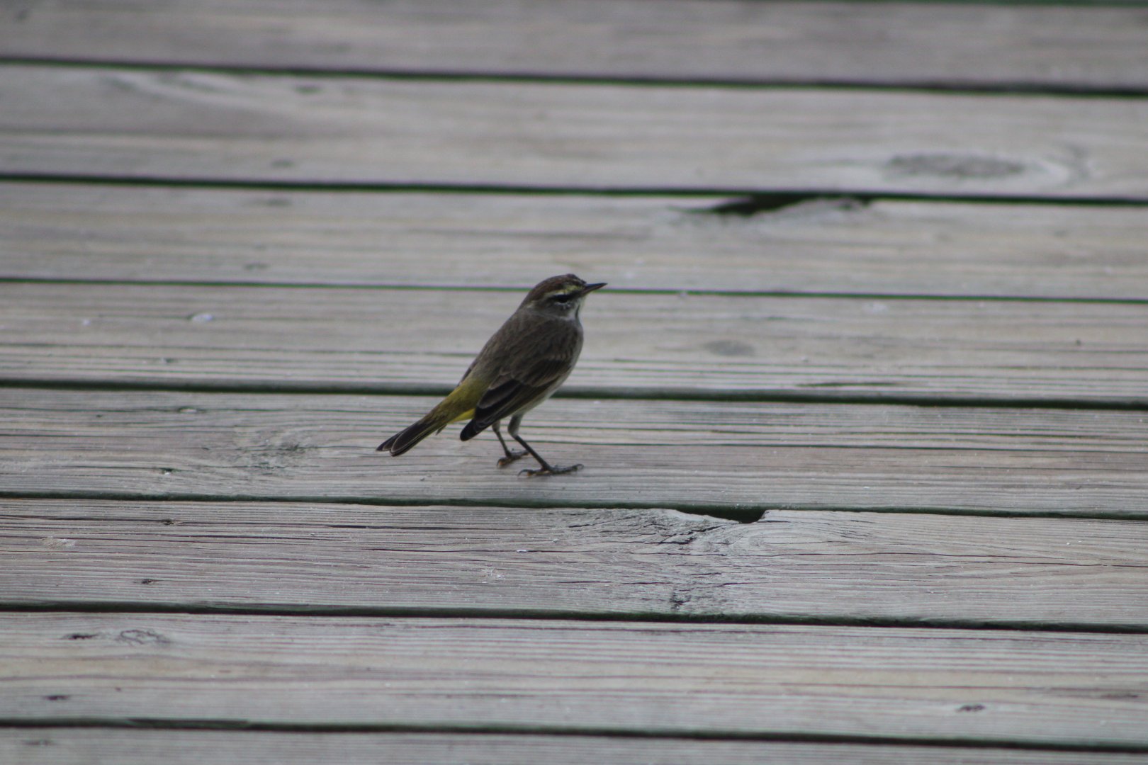 Palm Warbler (Setophaga palmarum)