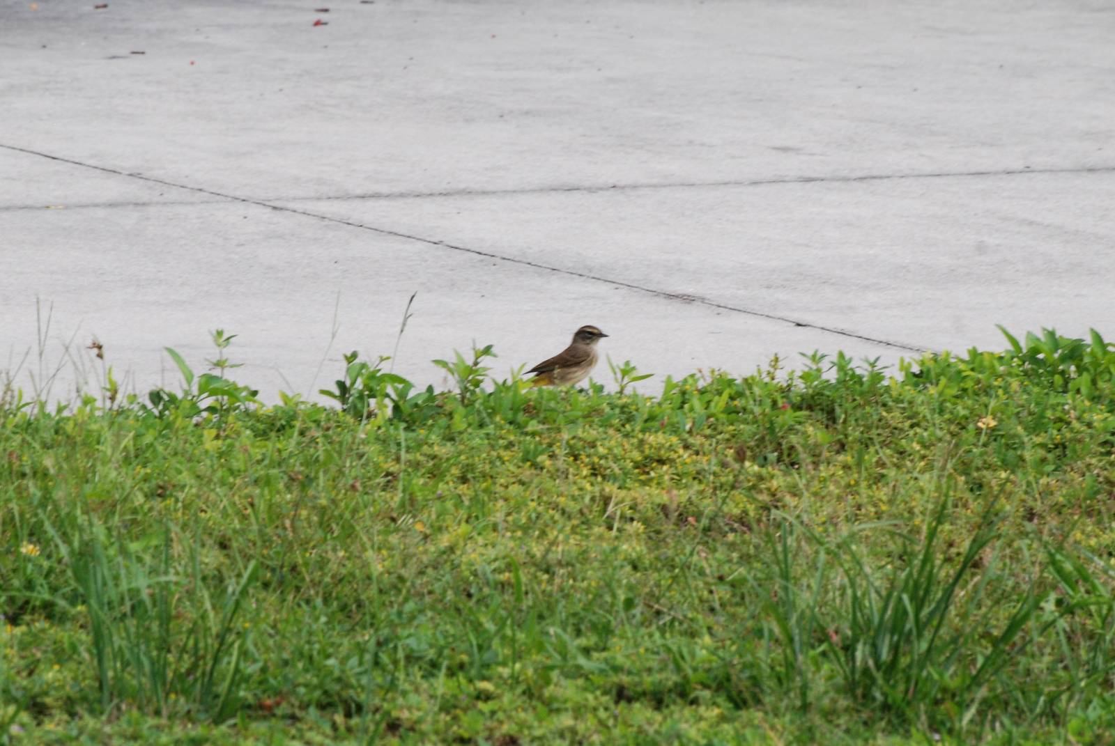 Palm Warbler, Western Everglades/Big Cypress, October 2013
