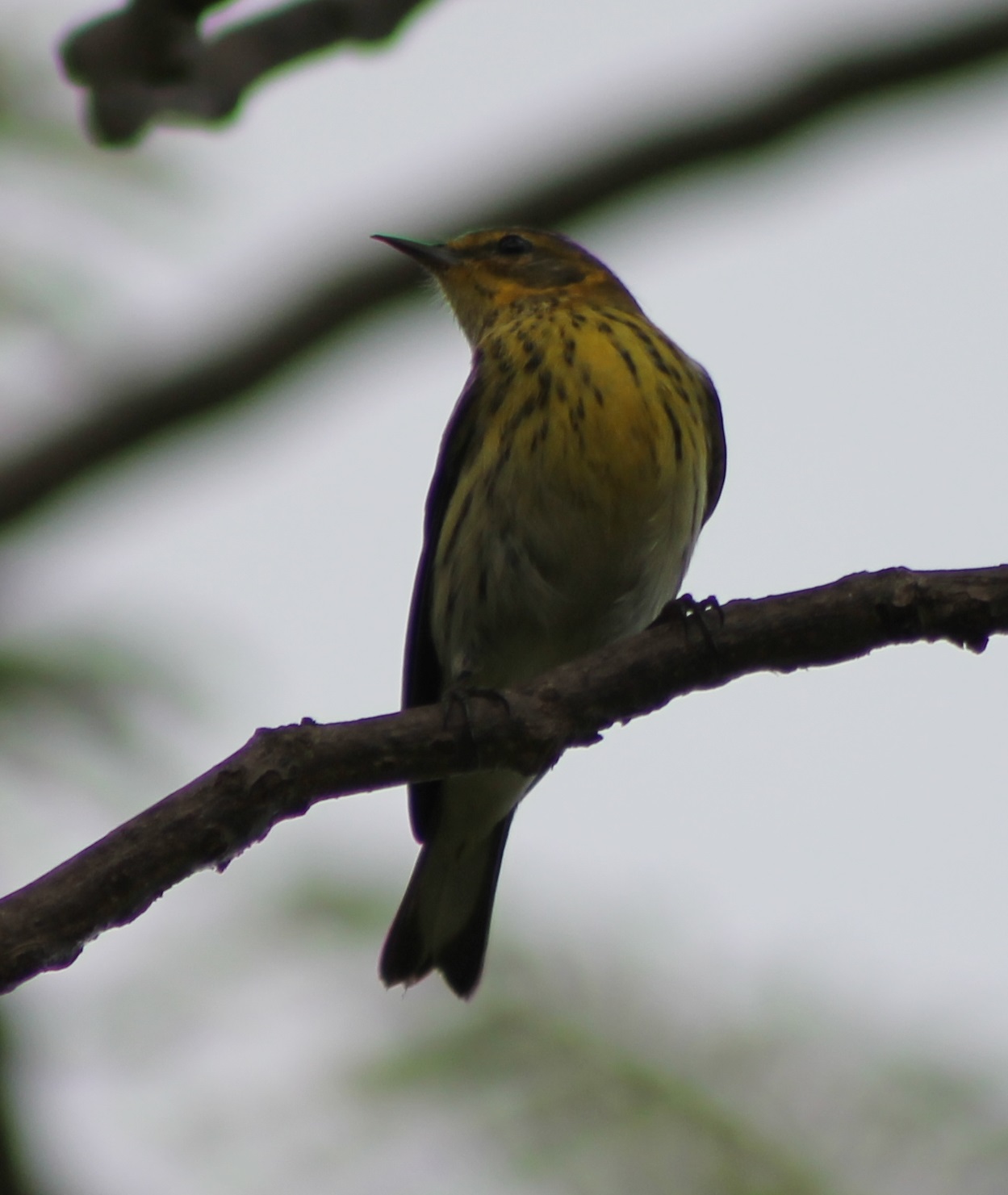 Palm warbler