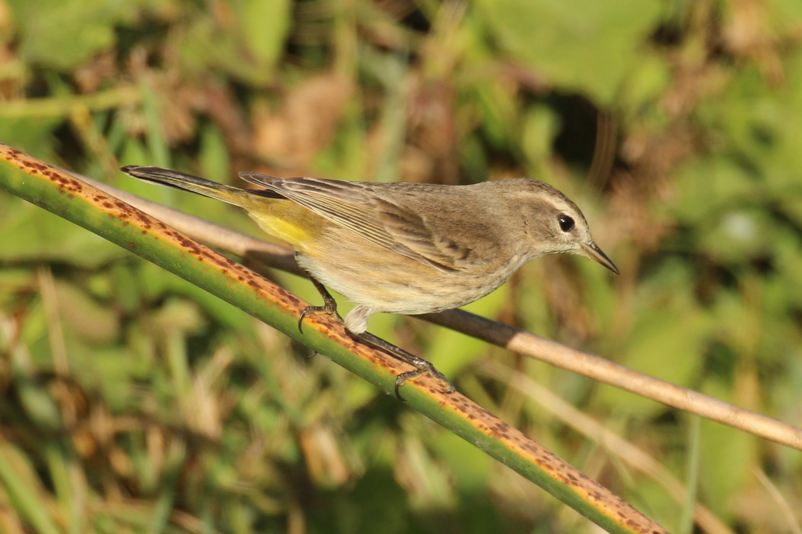 Palm Warbler