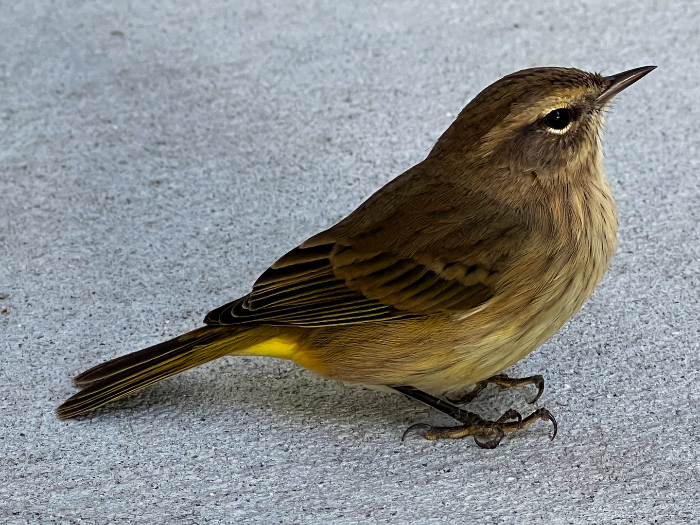 Palm Warbler
