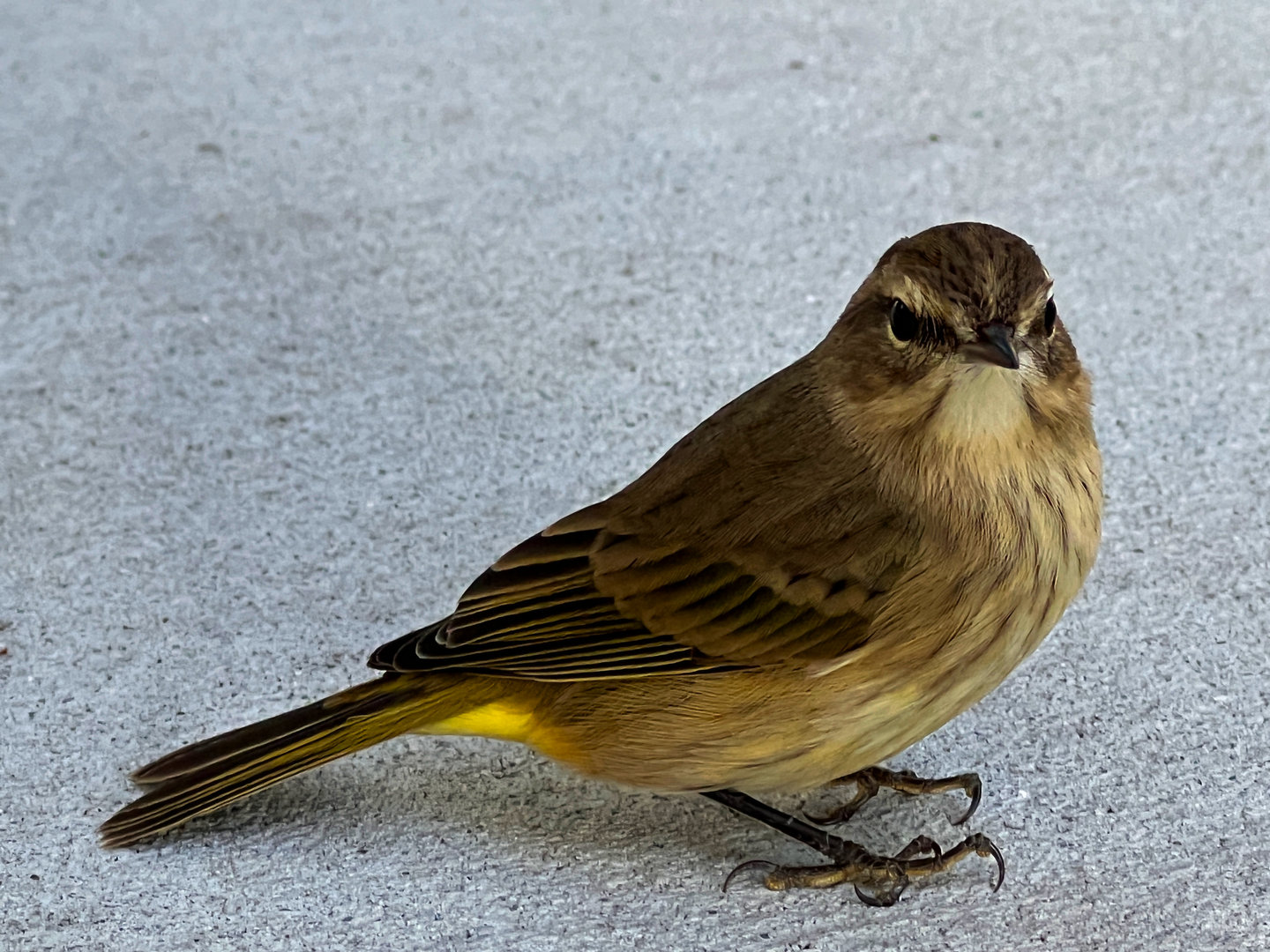 Palm Warbler