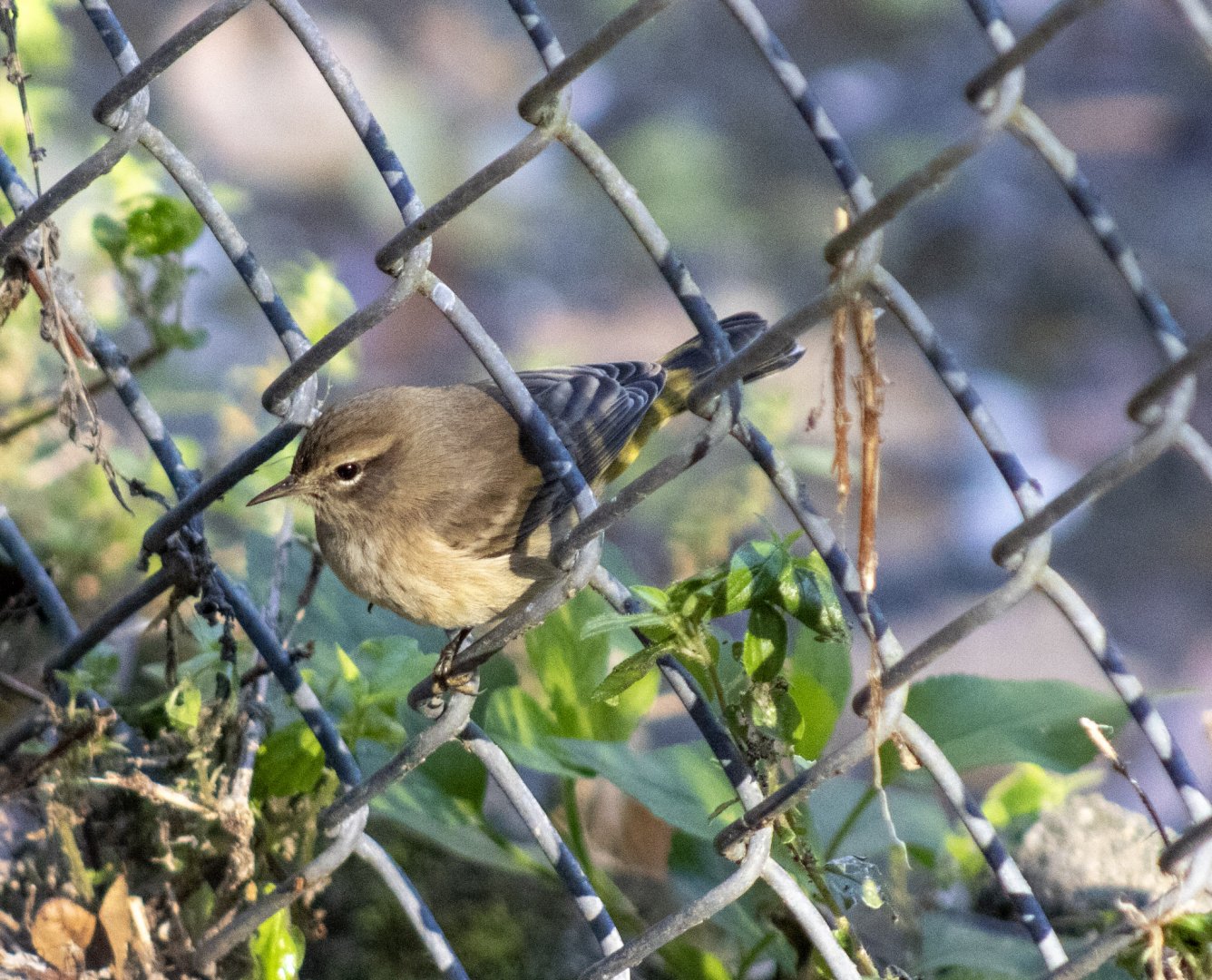 Palm Warbler