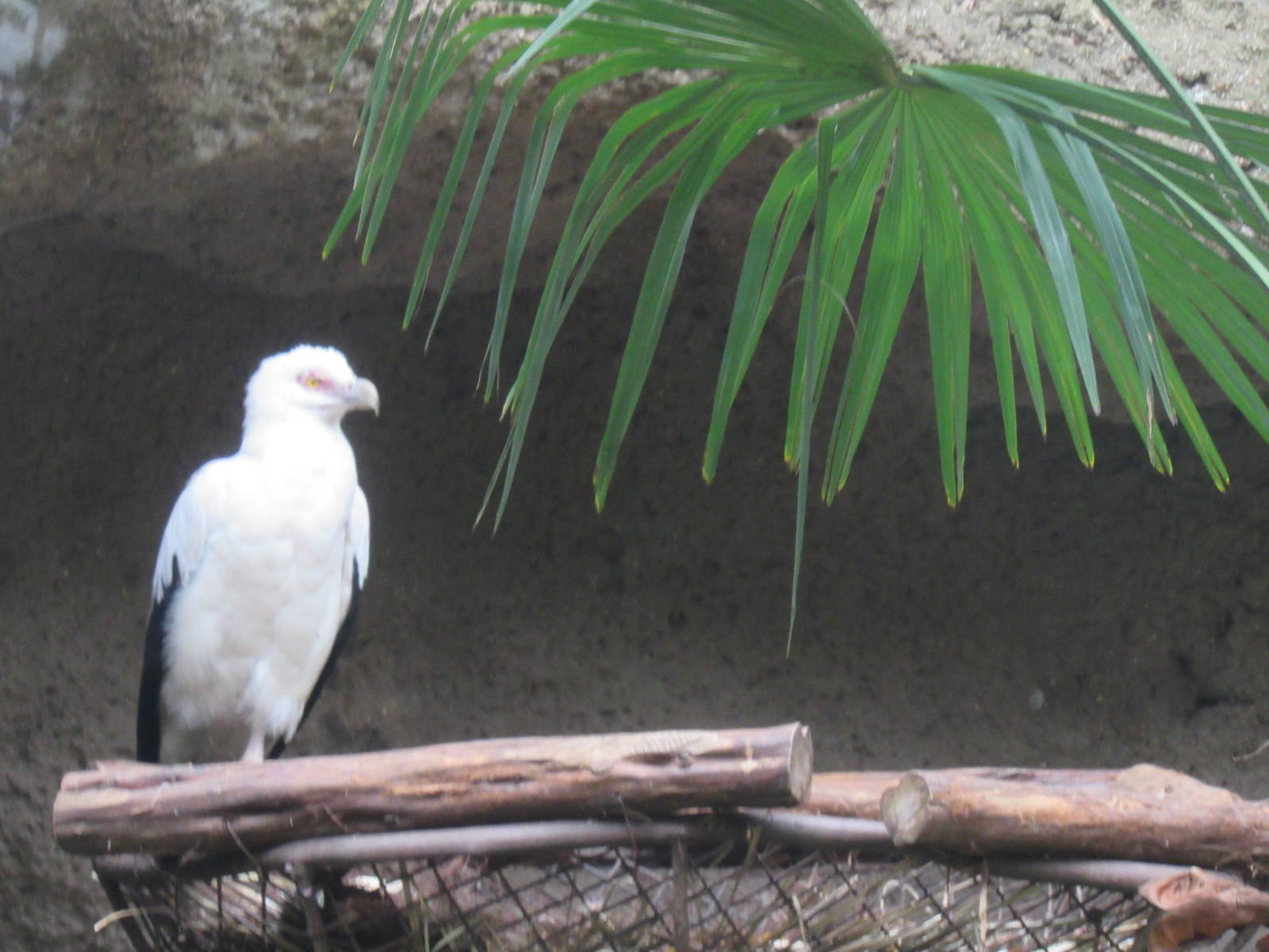 Palm_Nut_Vulture3