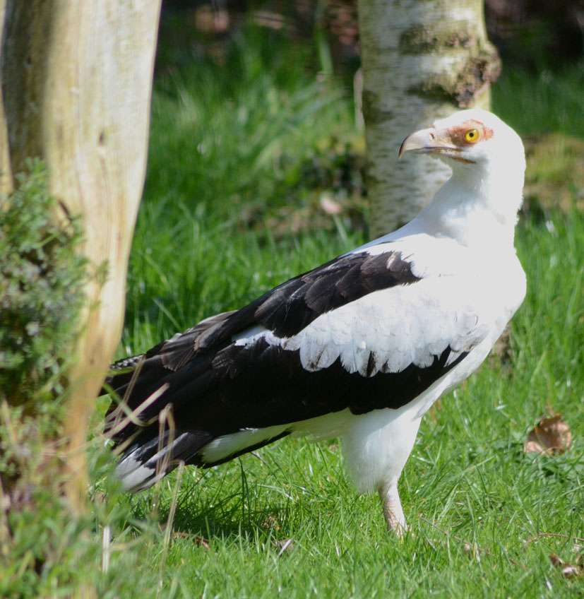 PALM_NUT_VULTURE_-_HAWK_CON_07_04_2015_1383_