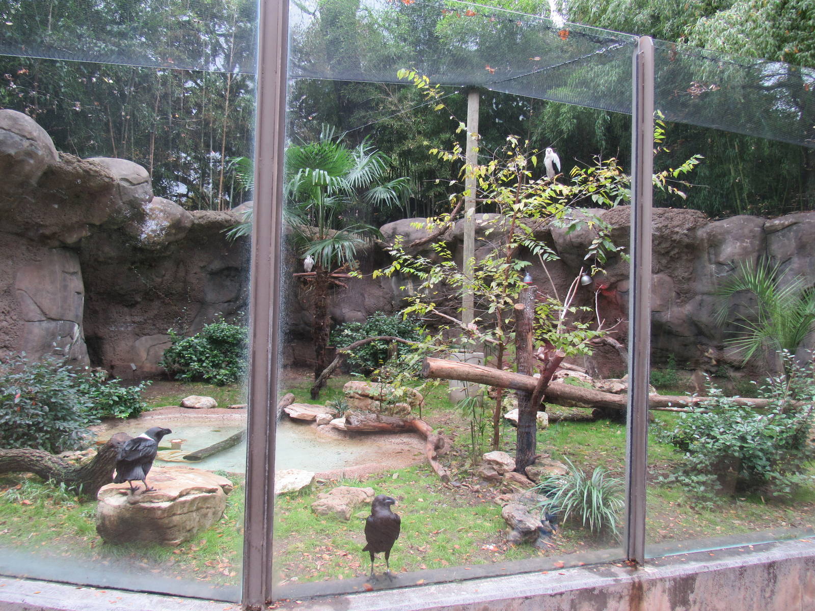 Palm_Nut_Vulture_and_White_Necked_Raven_Aviary