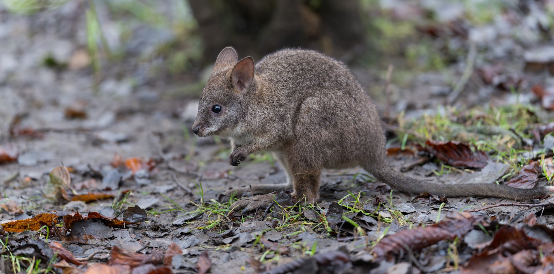 Palma Wallaby juvenile, Hamerton, UK