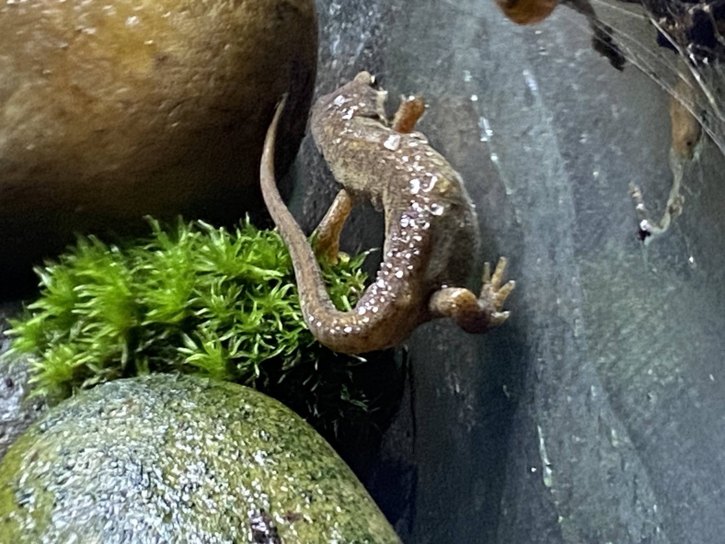 Palmate newt 290224