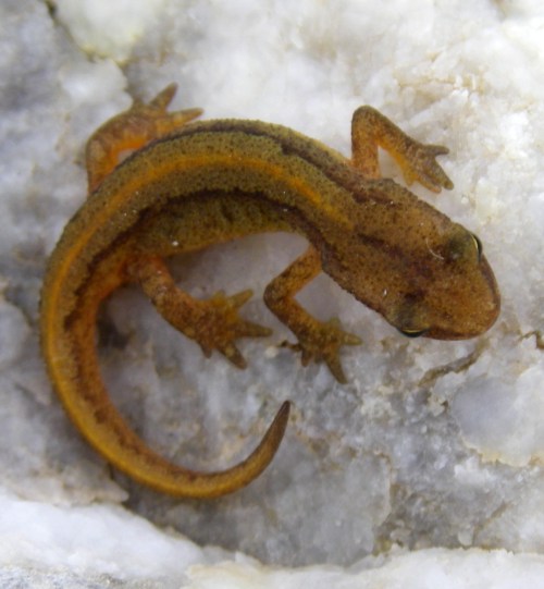Palmate Newt (Triturus helveticus)
