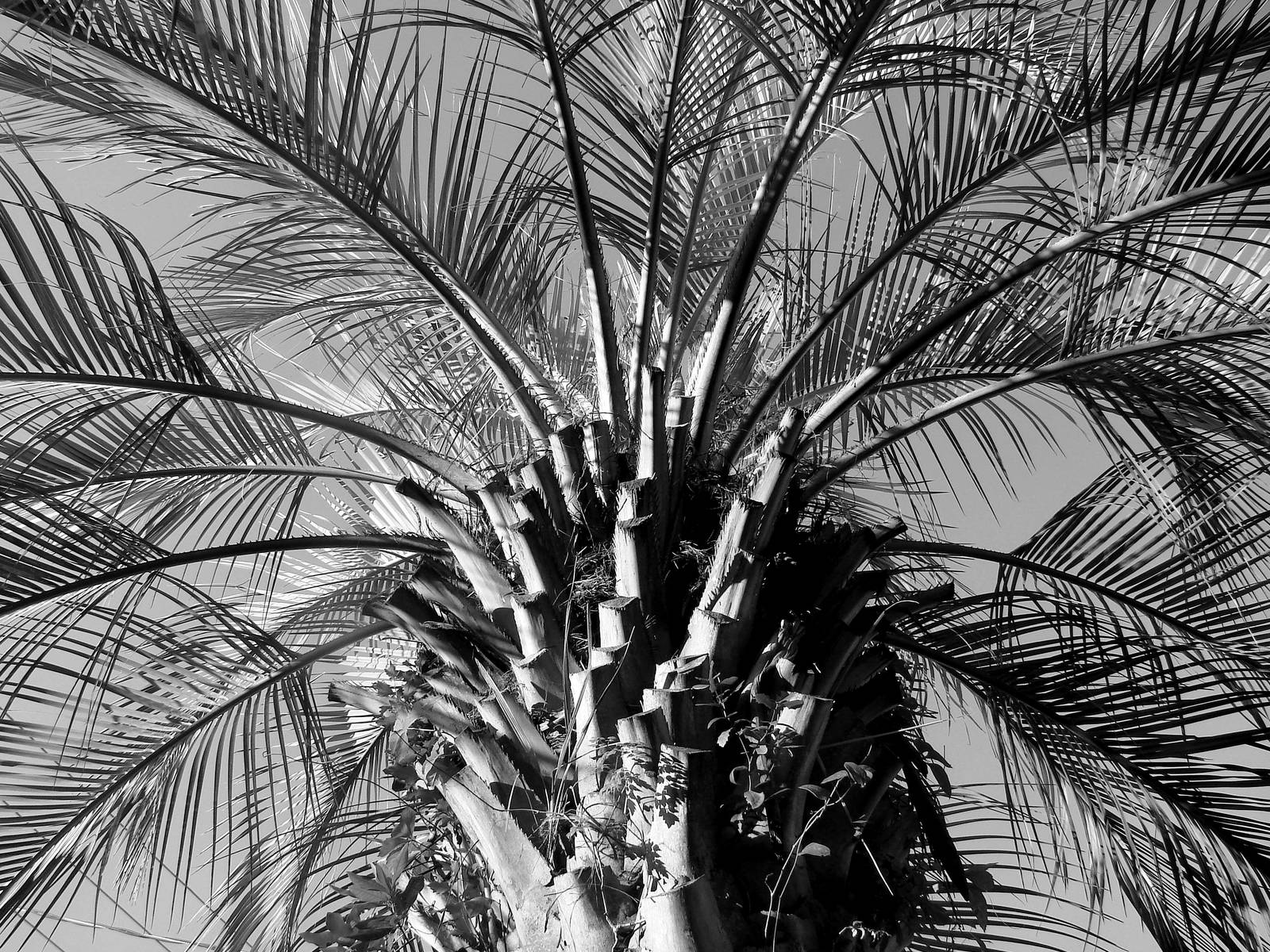 Palmetto in Black and White