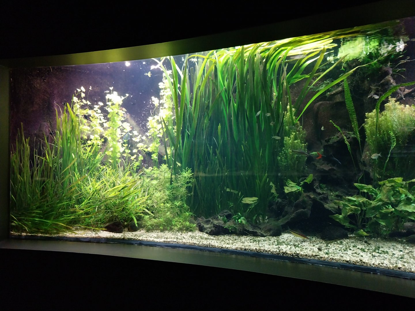 Palmiaria Miejska Gliwice - Aquarium - Southeast Asian aquarium