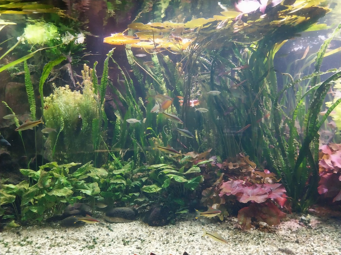 Palmiaria Miejska Gliwice - Aquarium - Southeast Asian aquarium