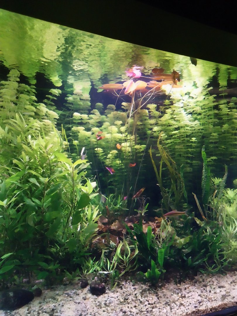 Palmiaria Miejska Gliwice - Aquarium - Southeast Asian aquarium