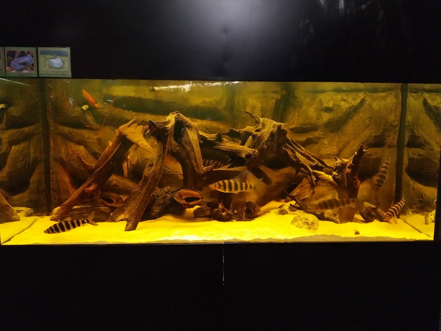 Palmiaria Miejska Gliwice - Historical Pavilion - Blackwater aquarium