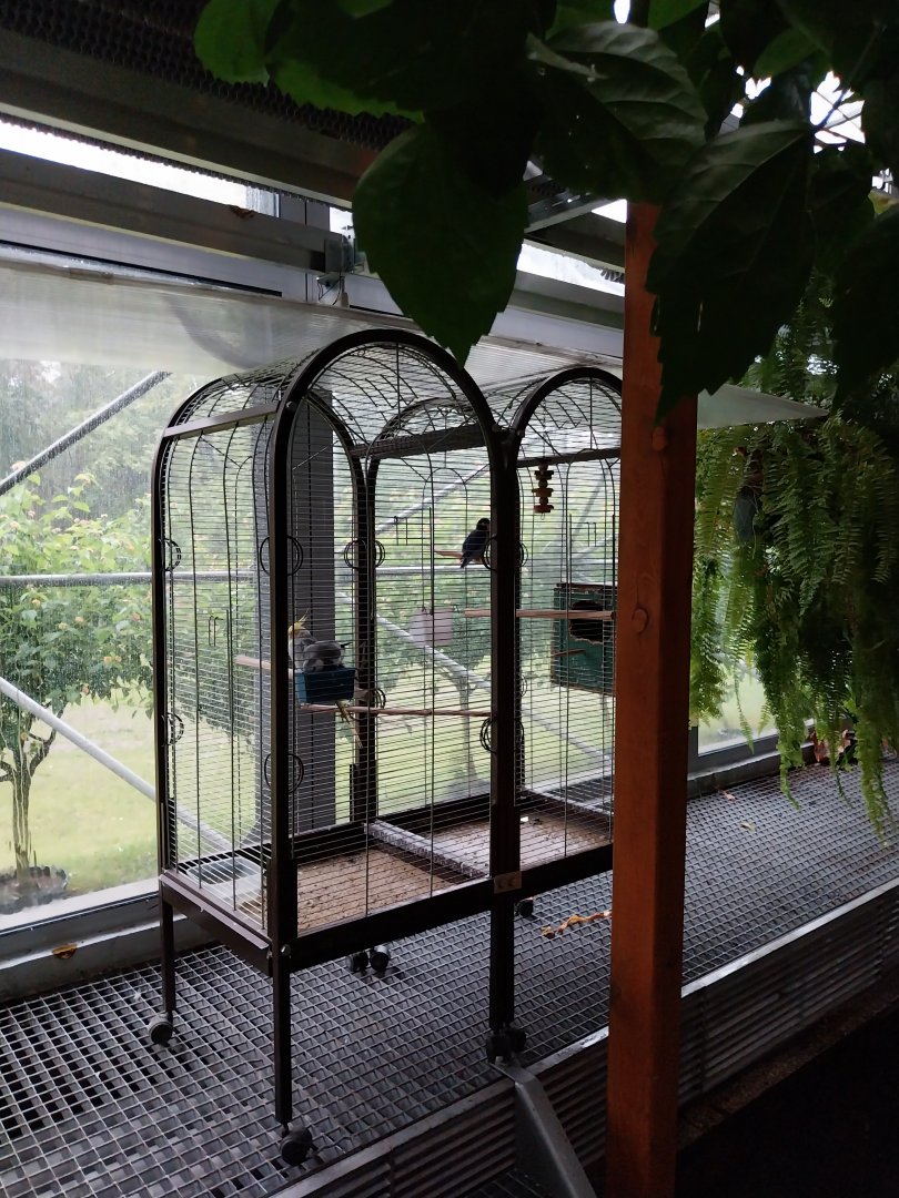 Palmiaria Miejska Gliwice - Historical Pavilion - Cockatiel and Masked lovebird birdcage