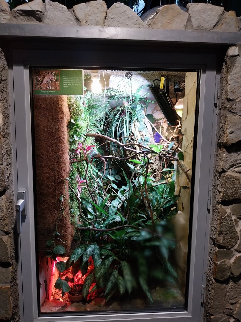 Palmiaria Miejska Gliwice - Historical Pavilion - Panther chameleon exhibit